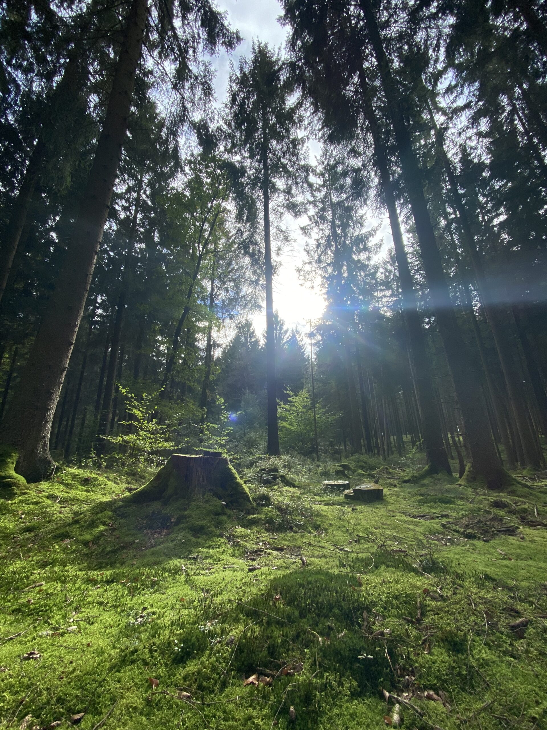 Waldbild